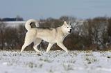 SIBERIAN HUSKY 425